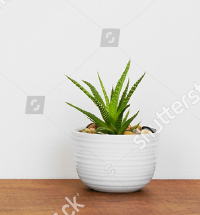 Stock Photo Indoor Succulent Plant In A White Pot Side View On Wood Shelf Against A White Wall Banner With 1713191509 1